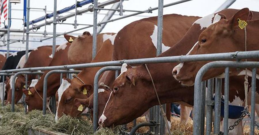 Karám építése: az időtálló megoldások titkai